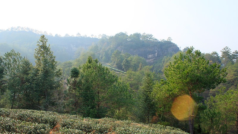 武夷山弥陀岩佛国岩