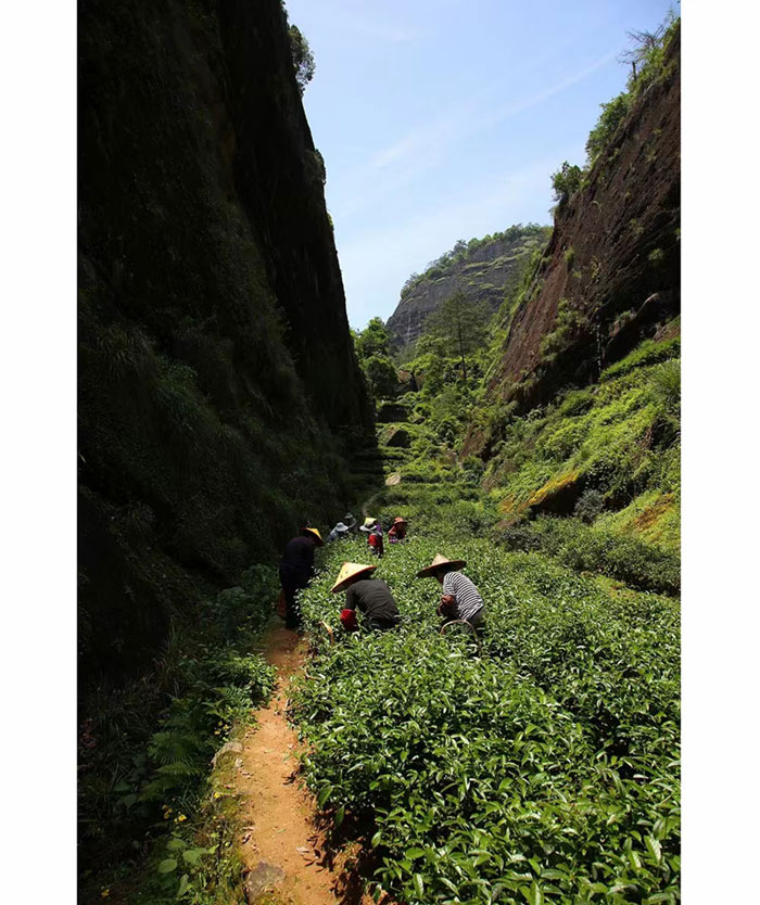 牛栏坑茶叶产区