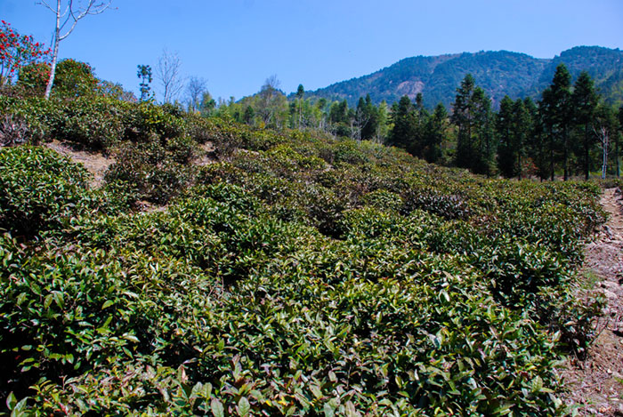 武夷山桐木红茶山场