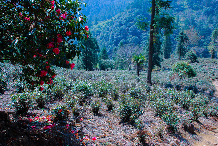 武夷山桐木红茶山场